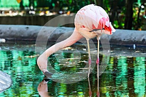 Chilean Flamingo. Bird and birds. Water world and fauna. Wildlife and zoology