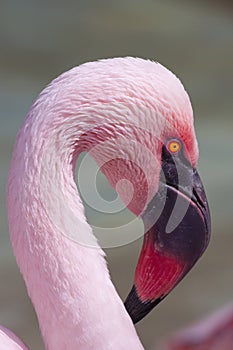 Chilean Flamingo closeup