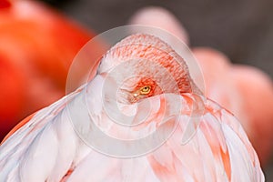 Chilean flamingo closeup