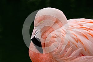 Chilean Flamingo on Dark Background