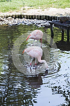 Chilean Flamingo Hunting in Water