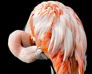 Chilean Flamingo II