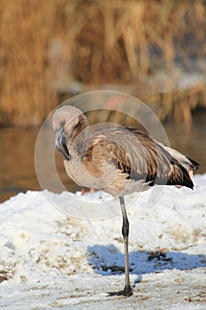 Chilean flamingo juvenile