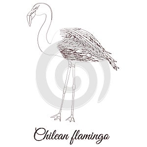 Chilean flamingo outline bird. Vector coloring