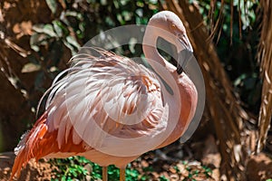 Chilean flamingo , Phoenicopterus chilensis