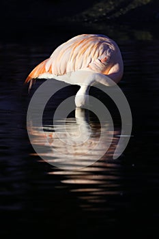 The Chilean flamingo (Phoenicopterus chilensis)