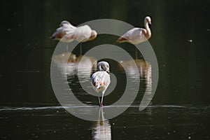 Chilean Flamingo (Phoenicopterus chilensis