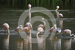 Chilean Flamingo (Phoenicopterus chilensis