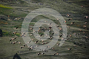 Chilean Flamingo (Phoenicopterus chilensis