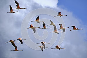 Chilean Flamingo (Phoenicopterus chilensis