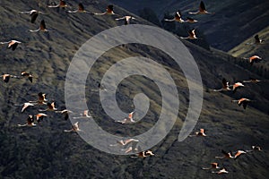 Chilean Flamingo (Phoenicopterus chilensis