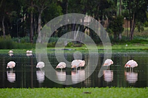 Chilean Flamingo (Phoenicopterus chilensis