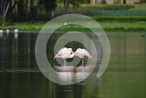 Chilean Flamingo (Phoenicopterus chilensis