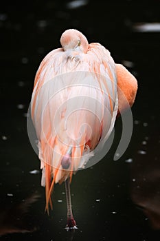 Chilean flamingo (Phoenicopterus chilensis)