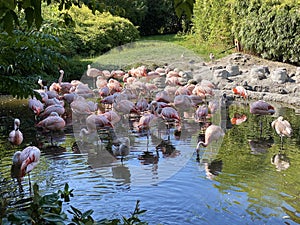 Chilean flamingo Phoenicopterus chilensis, Der Chileflamingo oder Chilenische Flamingo - The Zoo ZÃ¼rich Zuerich or Zurich