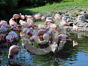 Chilean flamingo Phoenicopterus chilensis, Der Chileflamingo oder Chilenische Flamingo - The Zoo ZÃ¼rich Zuerich or Zurich