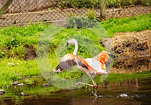 A Chilean flamingo, Phoenicopterus chilensis, running through the water