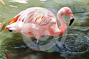 Chilean Flamingo at the Phoenix Zoo, Arizona Center for Nature Conservation, Phoenix, Arizona, United States