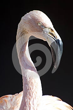 Chilean Flamingo