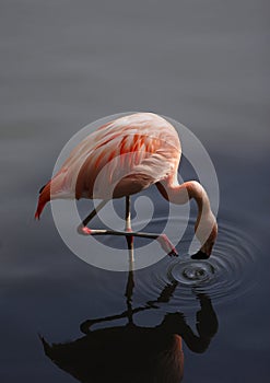 Chilean flamingo preening in still water