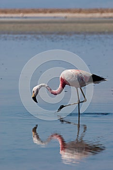 Chilean Flamingo in Salar de Atacama