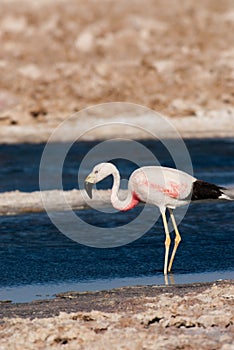 Chilean Flamingo in Salar de Atacama