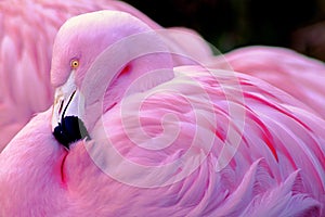 Chilean Flamingo photo