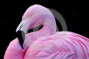 Chilean Flamingo photo