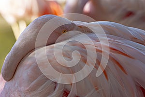 Chilean Flamingo tucks in beak for nap