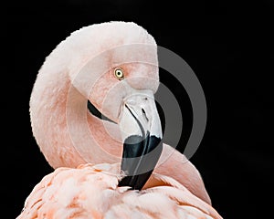 Chilean Flamingo V