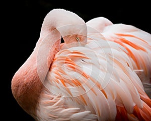 Chilean Flamingo VI