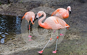 Chilean flamingo walking in the sand with other flamingos in the background, near threatened tropical birds from America photo