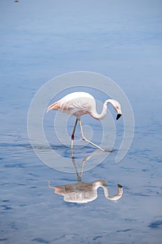 Chilean Flamingo with water reflection