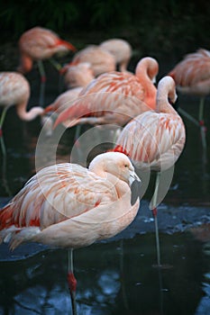 Chilean Flamingos photo