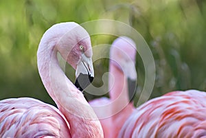 Chilean Flamingos