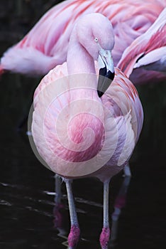 Chilean Flamingos