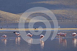 Chilean Flamingos on the Altiplano of Northern Chile