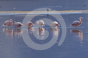 Chilean Flamingos on the Altiplano of Northern Chile