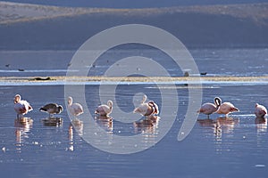 Chilean Flamingos on the Altiplano of Northern Chile