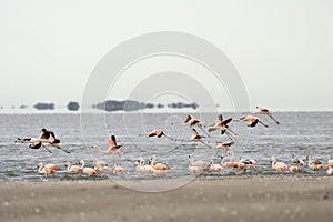 Chilean flamingos, Argentina