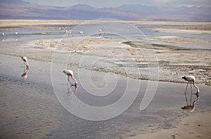 The Chilean flamingos at the Chaxa Lagoon, Chile