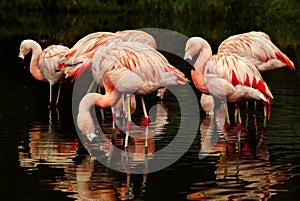 Chilean Flamingos Feeding