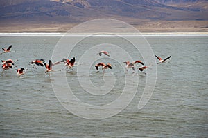 Chilean Flamingos in Flight