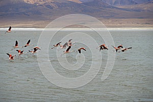 Chilean Flamingos in Flight