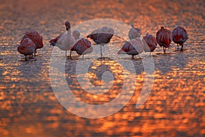 Chilean flamingos, Phoenicopterus chilensis, nice pink big birds with long necks, dancing in water. Animals in the nature habitat