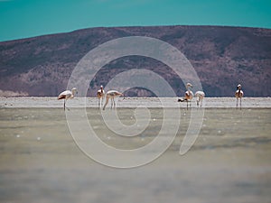 Chilean flamingos in a salt lake.