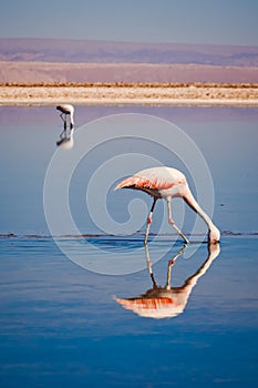 Chilean flamingos searching food in a lagoon