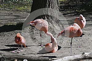 Chilean flamingos in the zoo of Zurich, Switzerland