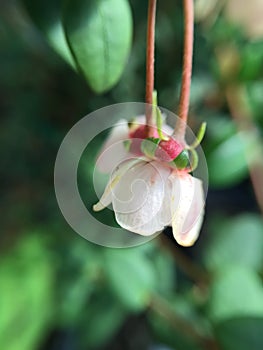 Chilean guava flower