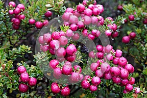 Chilean guava or strawberry myrtle berries in Chilean Patagonia